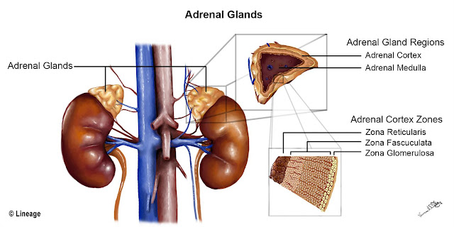 Adrenal kortex Adalah - Kamus Biologi Online