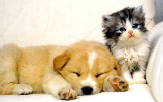 Cats And Dogs Wallpapers Pets Cute And Docile