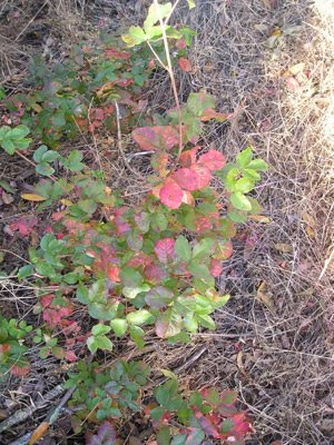 poison oak rash treatment. poison oak rash treatment.