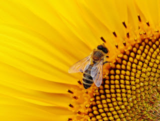 Celui qui butine comme une abeille...