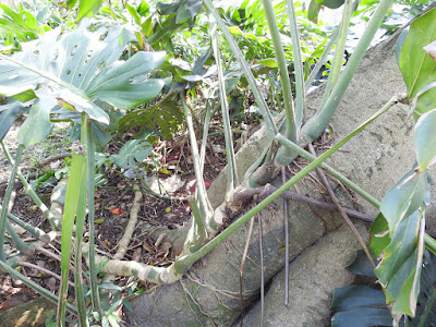 龜背芋（電信蘭）的根莖