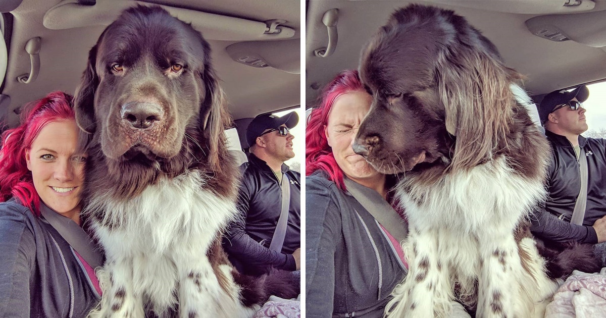 18 Majestic Pictures Of Newfoundlands Show How Enormous These Animals Are