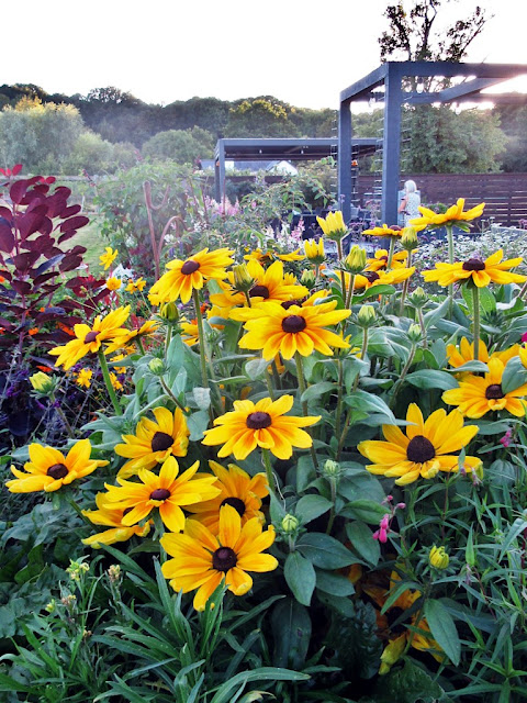 Flower border