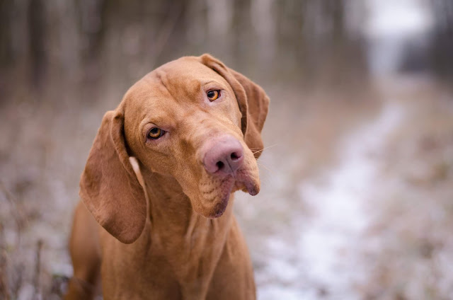 'But I Just Miss You': 6 Dog Breeds Prone to Separation Anxiety