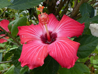 Hibiscus divers - Hibiscus non identifiés