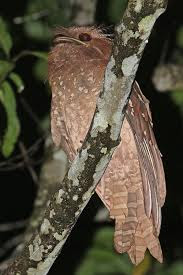 FROGMOUTH BIRDS