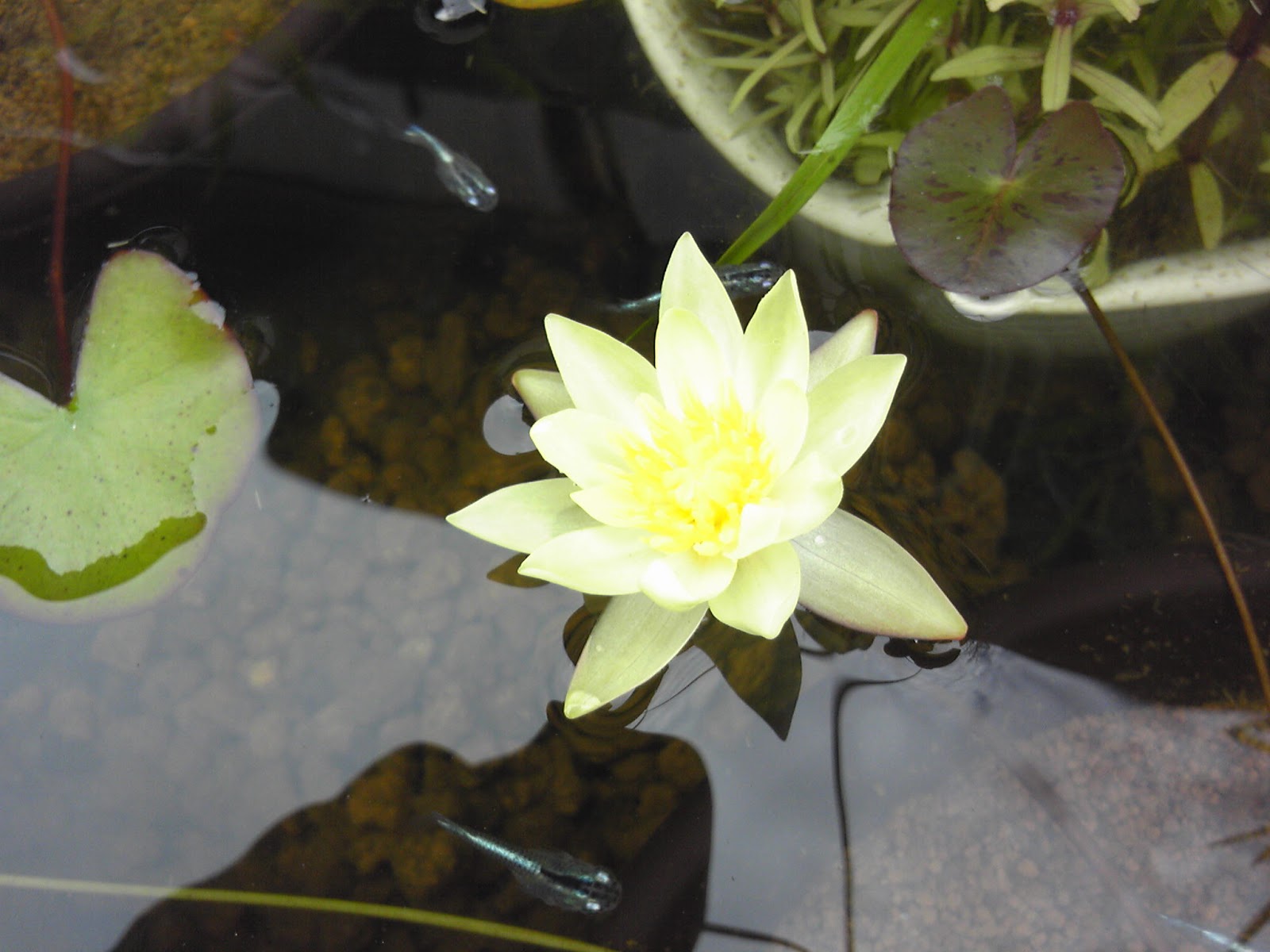 姫睡蓮の育て方 植え替え 成長 花が咲く メダカの大工