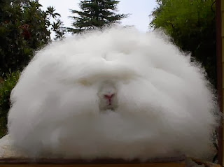 Angora Rabbit Fur Cruelty Awareness