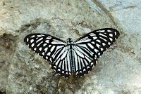 Papilio clytia f.dissimilis