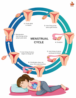 Menstruation