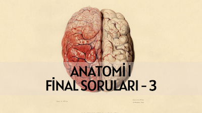 Anatomi l Final Soruları