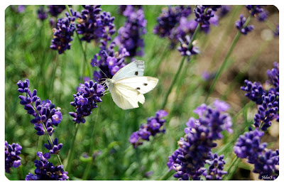 Kålfjäril, Pieris brassicae