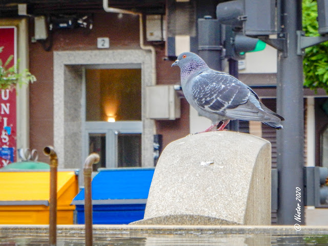 Avenida de La Paz. Logroño (La Rioja)