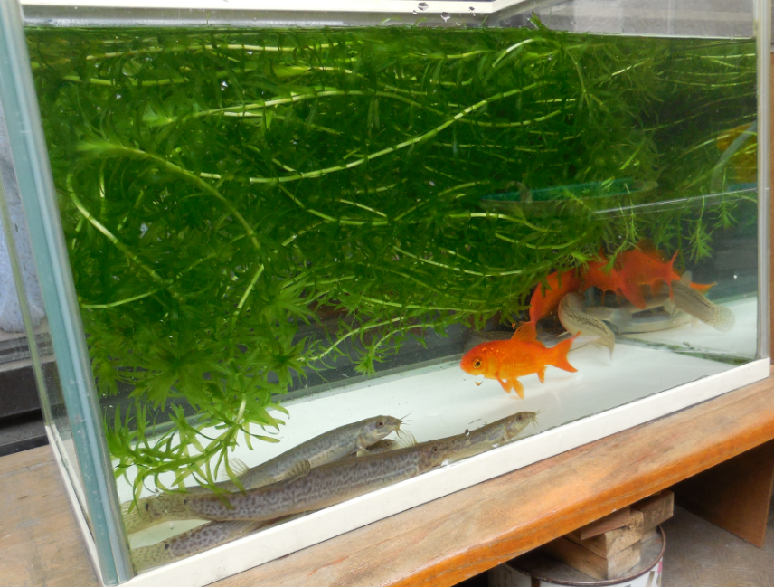 はむっちーず 金魚 どじょう水槽の掃除