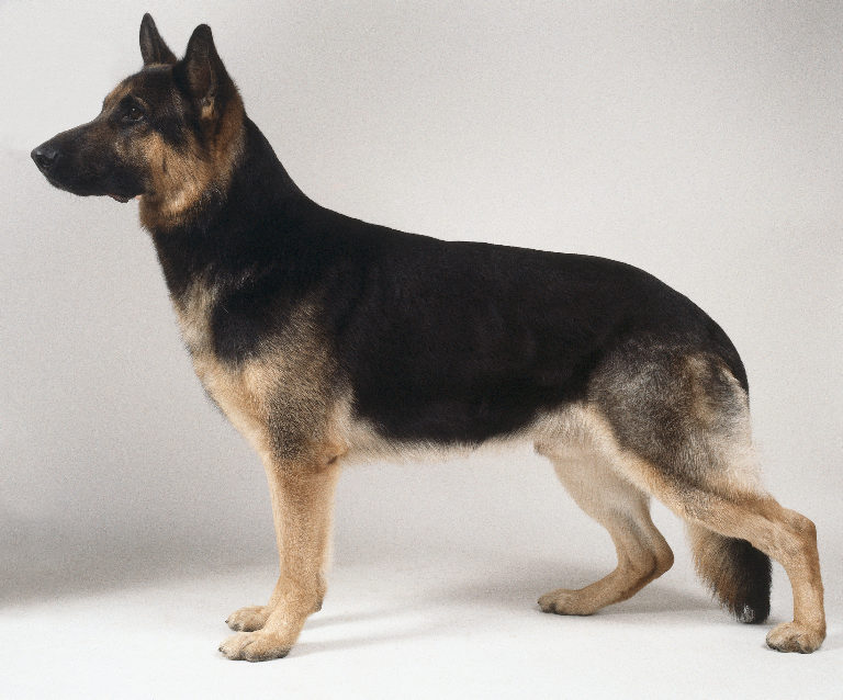 short haired german shepherd dog