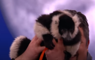 Lemur Conan TBS