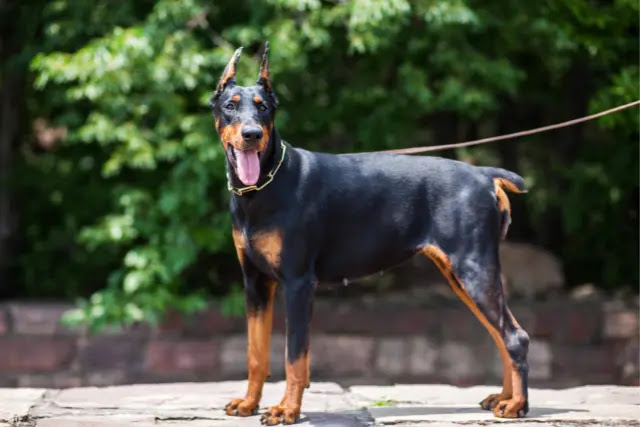 a-quel-age-se-calme-un-doberman-pinscher-1