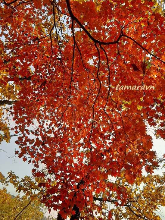 Клён ложнозибольдов (Acer pseudosieboldianum)