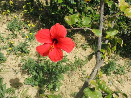 Hibiskus