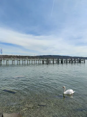 シュタルンベルク湖の白鳥と風景