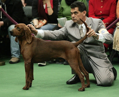 Dog Show