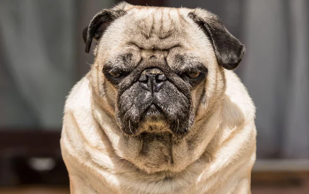 how to make your dog less independent?