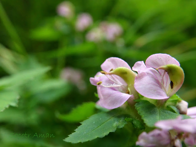 Pedicularis resupinata