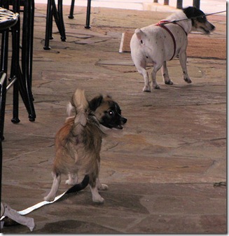 Stone house Pooches