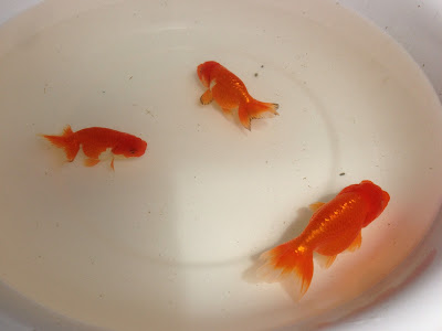 コレクション らんちゅう 稚魚 病気 259182