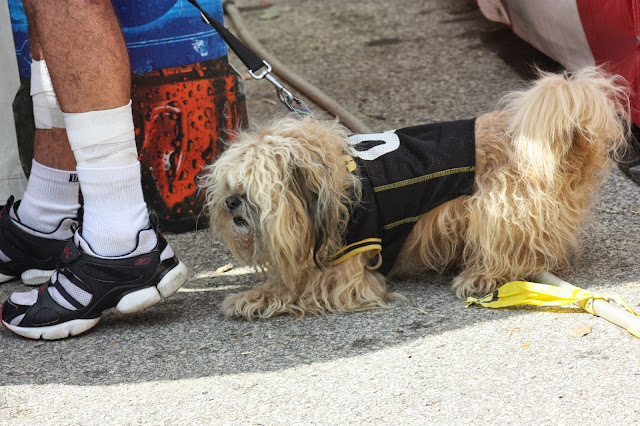 Lion looking dog wearing Steelers jersey