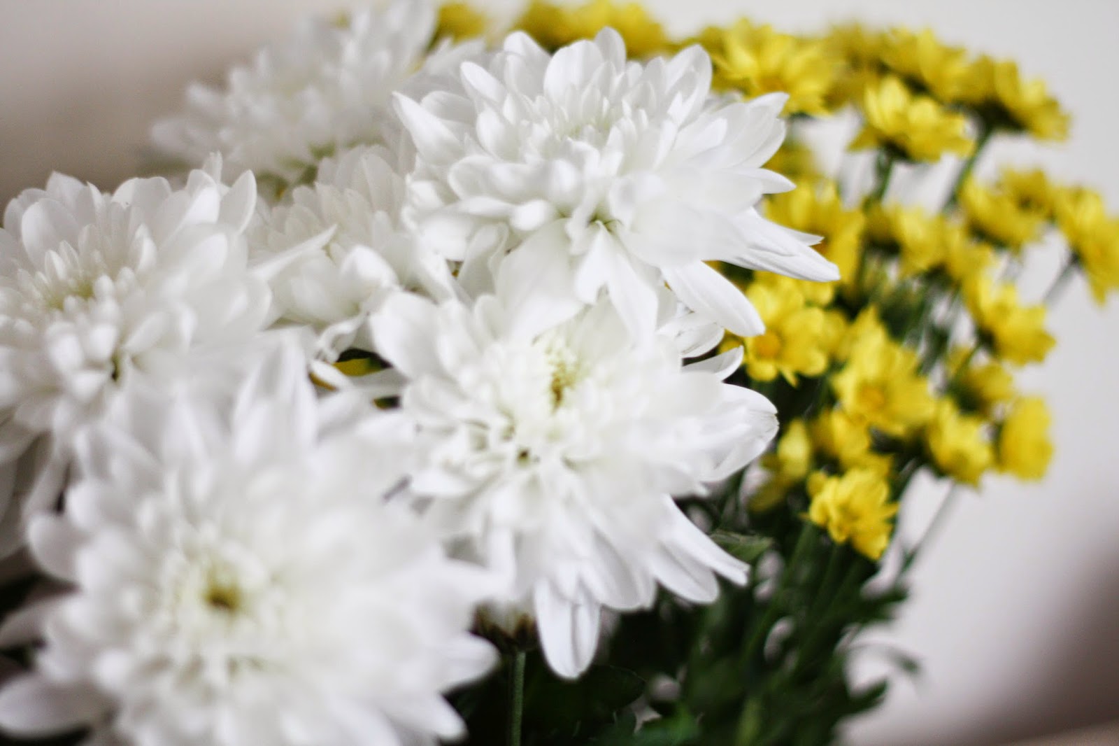 5 ways to banish cat pee stink 5 ways to banish cat pee stink