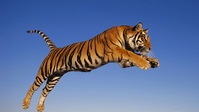 tiger wallpaper