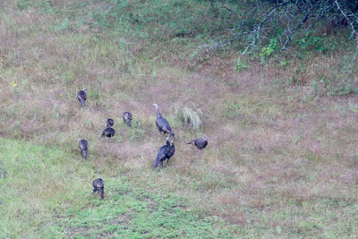 summer turkey flock