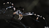 Araña tigre (Argiope bruennichi)