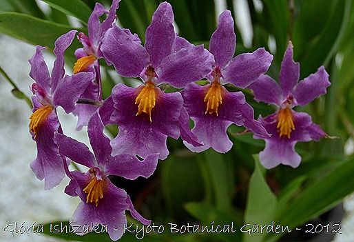 Glória Ishizaka -   Kyoto Botanical Garden 2012 - 18