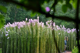 The book of about 100 pages will have write-ups of the gardens' plants, animals, people and buildings, and showcase how it is a haven for biodiversity.