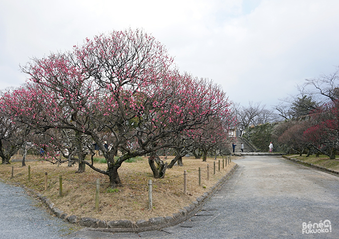 Pruniers, parc Maizuru, Fukuoka