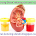 Obat Kencing Darah (Hematuria) yang Paling Ampuh Tradisional