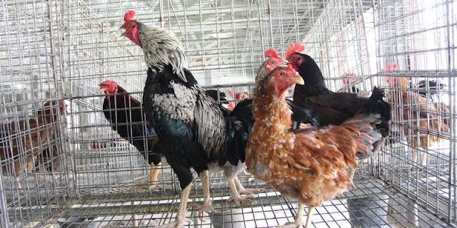 Cara Ternak Ayam Kampung Hasilnya Banyak