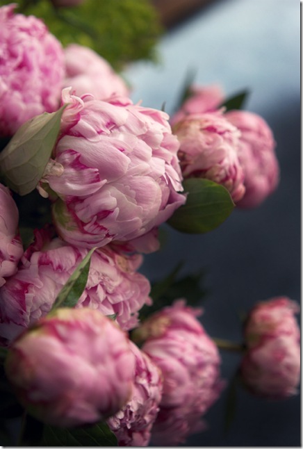 peonies and polaroids