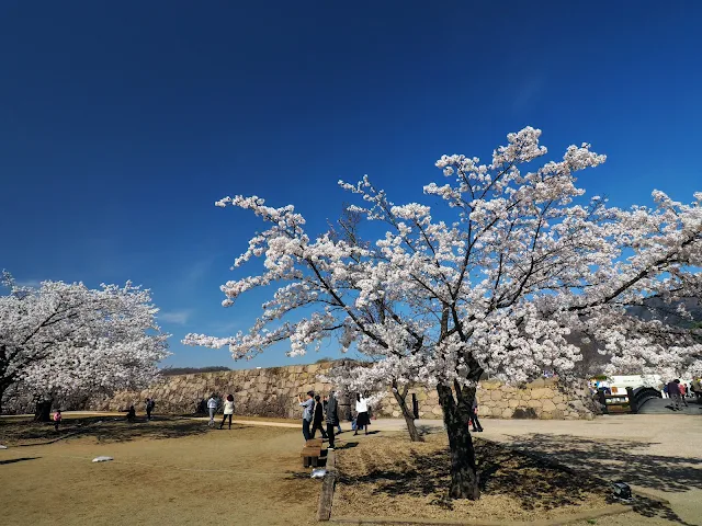 松代城跡　桜