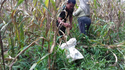 Panen Jagung milik Emilia, Serka K. Ginting turut Mendampingi