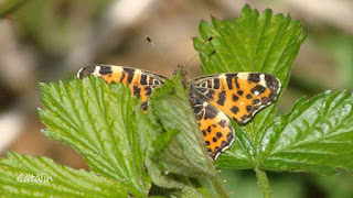 Araschnia levana forma caerulocellata DSC154890