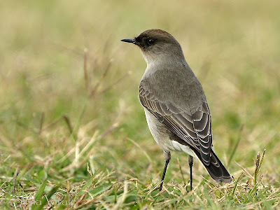 patagonian birds