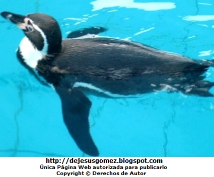 Foto de un pingüino nadando en la superficie del agua - Parque de las Leyendas. Foto de un Pinguino en el agua tomada por Jesus Gómez