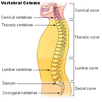 Human Vertebral Column