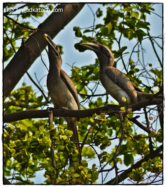 Grey Hornbill, Indian Grey Hornbill, Hornbill, 