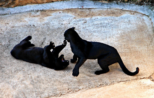 Parque de la Naturaleza de Cabárceno