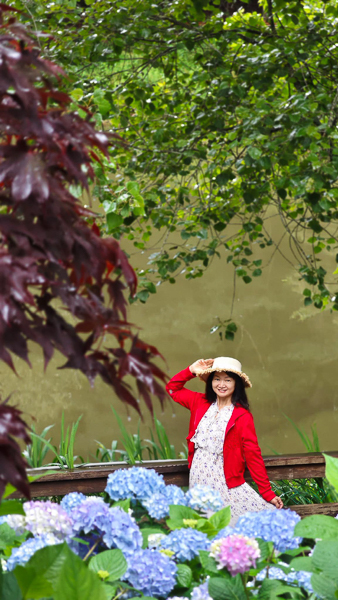 台中和平福壽山農場鴛鴦湖繡球花繽紛盛開，湖畔繡球花牆好美好拍