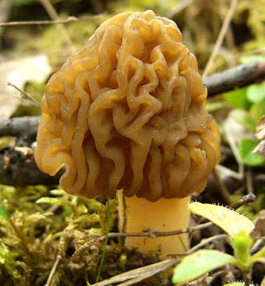 False Morels